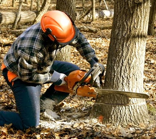 Tree Removal in Bismarck, MO